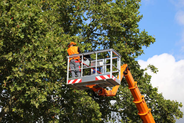 Best Best Tree Removal Services  in La Puente, CA